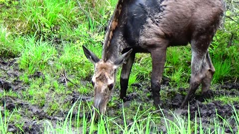 Hungry Moose