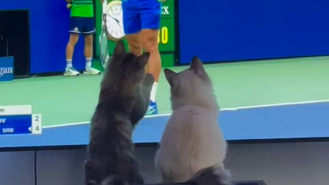 Tennis Cats