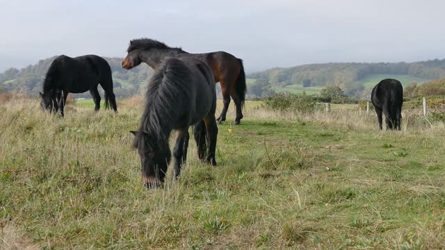 Horses Eating Grass In The Field..