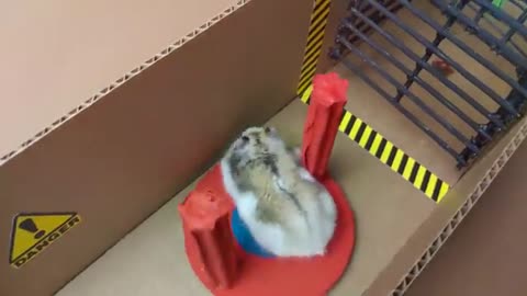 Funny Hamster