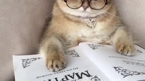 A cat that loves glasses