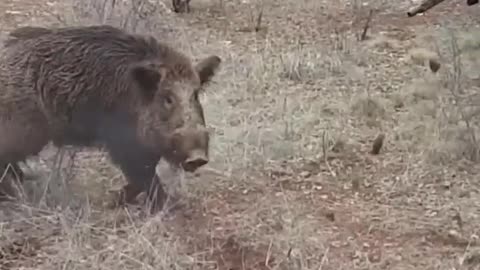 Wild boar attack the hunter ! / Avcıya