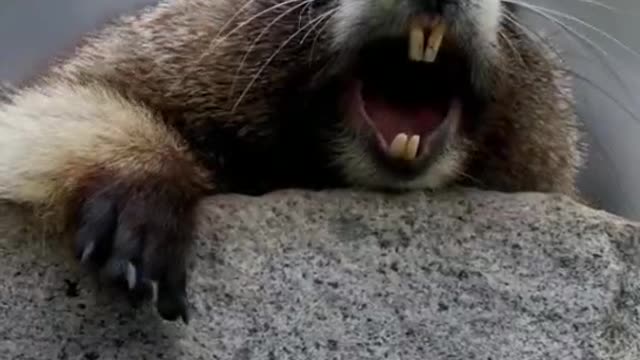 The sound of a groundhog is so funny