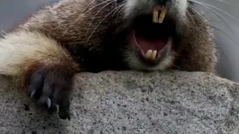 The sound of a groundhog is so funny