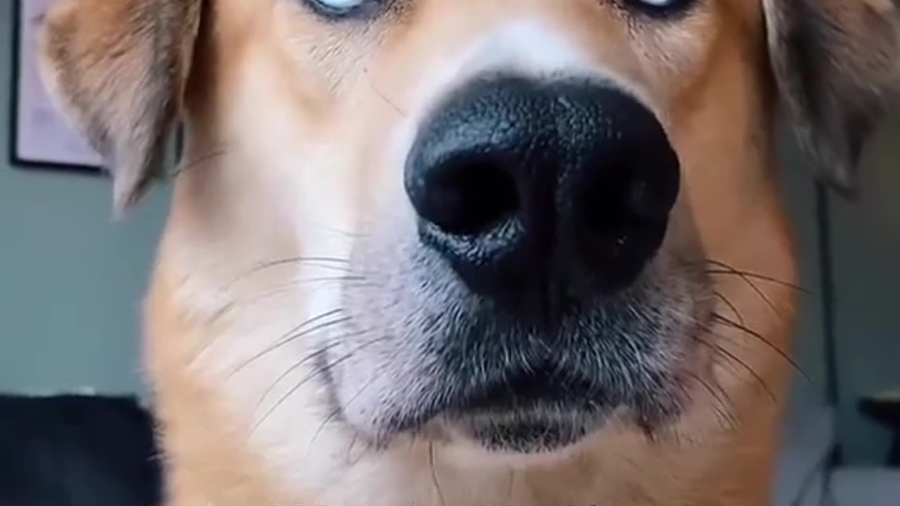 Musical Dog Makes Catchy Beat With Squeaky Toy