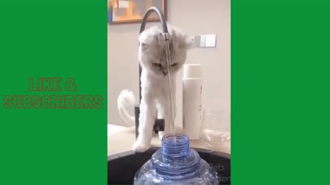 PET CAT'S|OMG|CUTE FUNNY CATS MOMENTS| 😍😍😍#funnycats #cats #cutecats #funnymoment