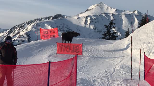 Moose Charges Lift Line at Alyeska Resort