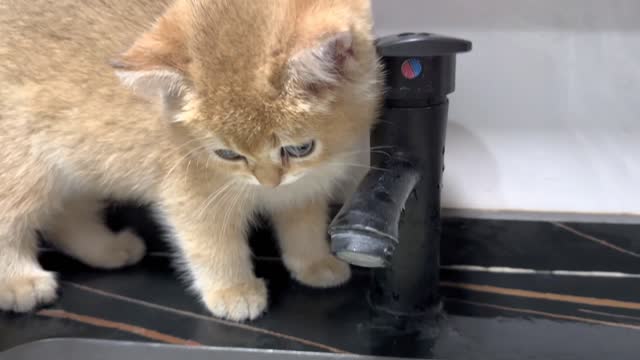 The kittens were there to watch the ducklings swim and bathe! wonderful process