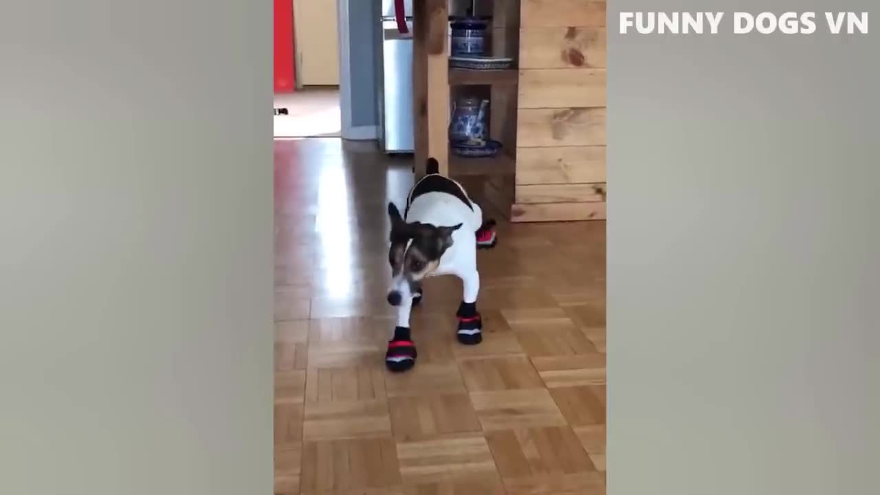 Funniest Animals Video - Funny Dogs And Cats - Try Not To Laugh Animals 2022