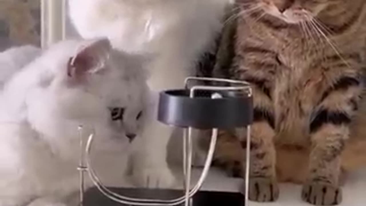 Very very funny cute cat video must watch everyone atleast one time