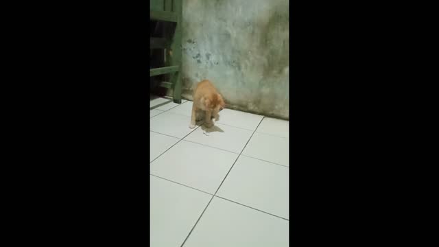 Shimba Kitten Playing Tissue Part 1 HD