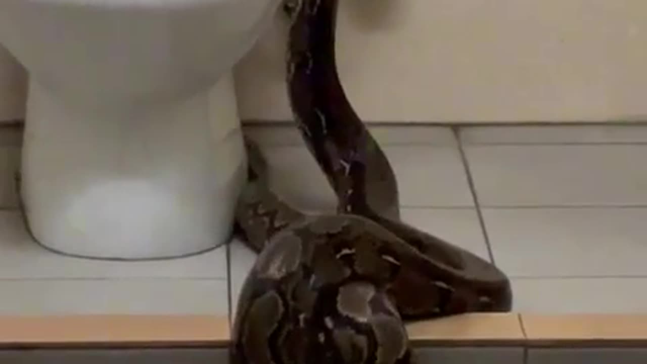 Big paton/snake entered the toilet/closet