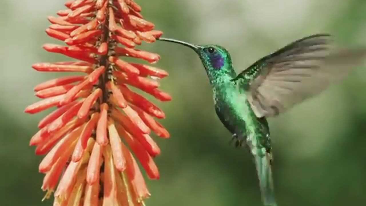 Beautiful little boy, sipping the nectar of flowers and breathing life into them at the same time..⁣