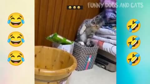 funny dog and cat videos try not to laugh😂🤣😅😜