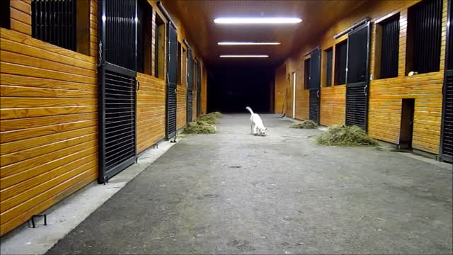 Rope Fun With Frankie