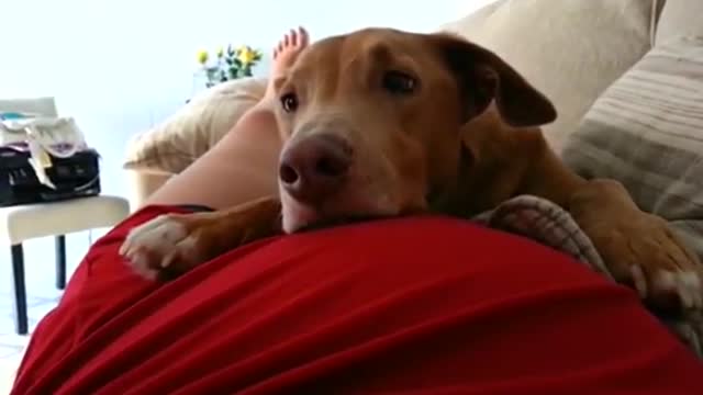 Dog reacts to baby's kick!