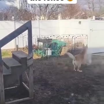 Funny dog's||comedy videos