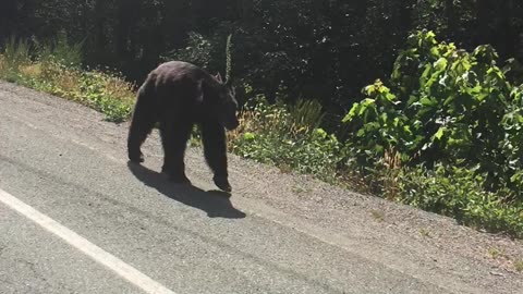 BC Bear walking the highway