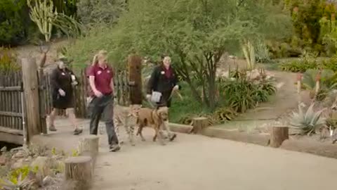 Cheetah and dog race