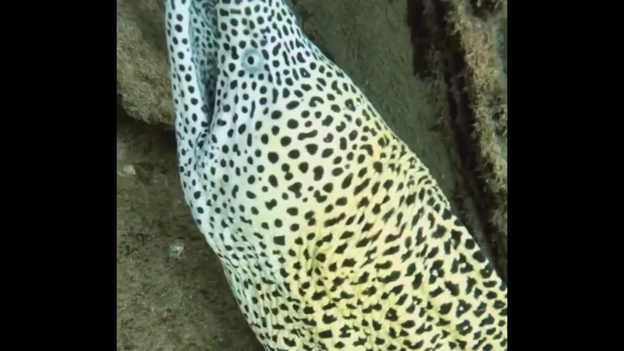 beautiful and giant moray tree 😱😍