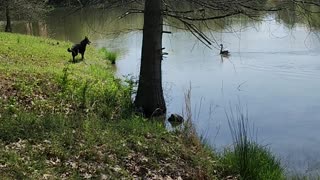 Goose v. German shepherd