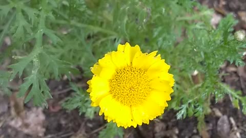Daisy