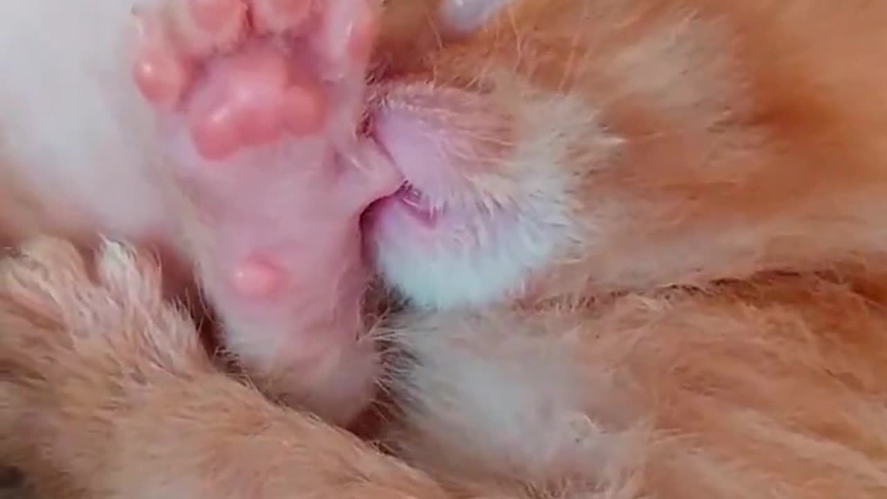 Tiny Kitten Sucks On His Thumb While Sleeping