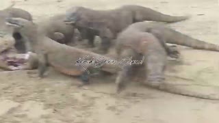 Again Six Komodo Dragons Fighting Over Food