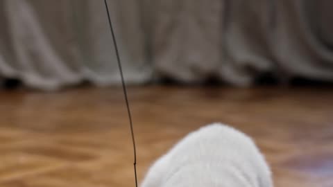 A Cat Resting On