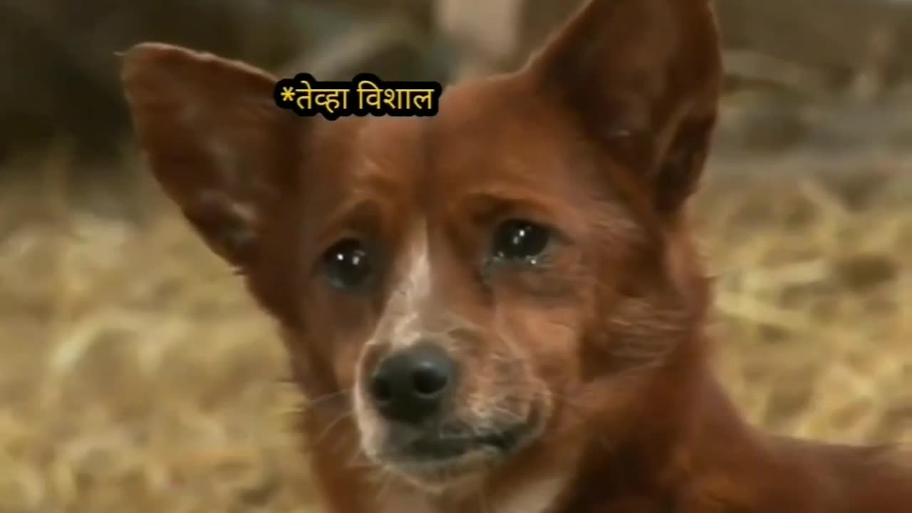 Dog emotion video, comedy video