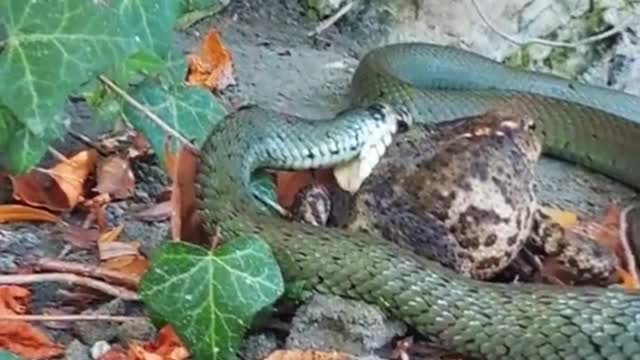 Snake eats frog😱