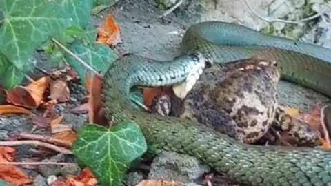 Snake eats frog😱