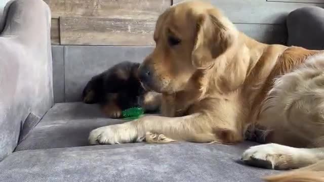 My Dog Gets Annoyed by New Puppy From Day One