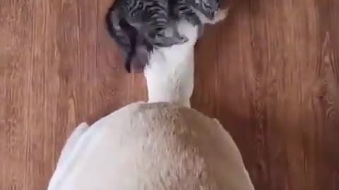 TRY NOT TO LAUGH 😆 Best Funny Videos Compilation 😂😁😆