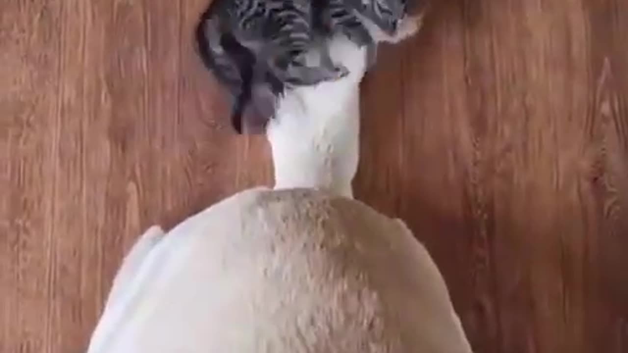 TRY NOT TO LAUGH 😆 Best Funny Videos Compilation 😂😁😆