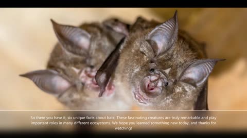 Unveiling the Fascinating World of Bats: 6 Unique Facts You Didn't Know