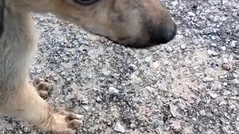 Unforgettable Comedy Duo: Funniest Dog and Human Video Ever! 😱