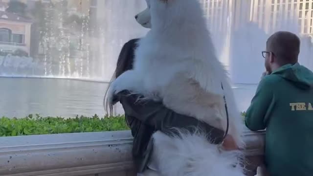 Watch my dog unlock a core memory in Vegas