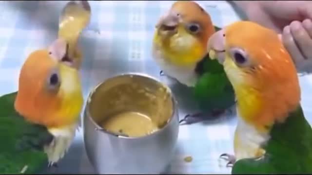 parrot videos - parrots dancing - a funny parrot videos compilation hd.