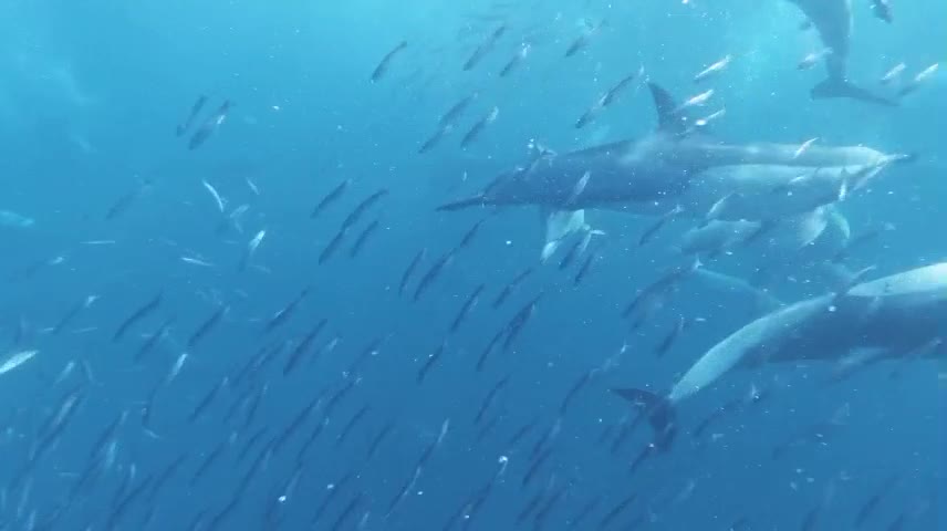 a flock of dolphins and fish as they are beautiful.