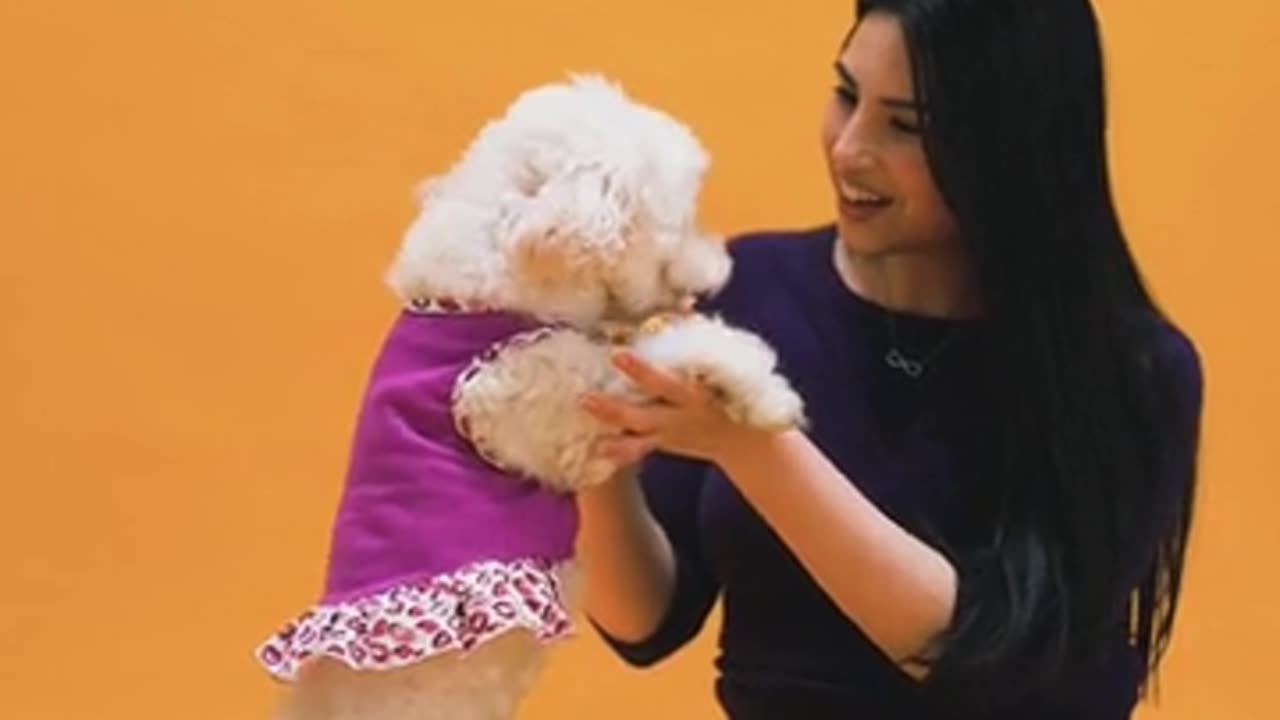 The Special Relationship| ๐คข๐Between a Girl and Her Cute White Dog| ๐๐