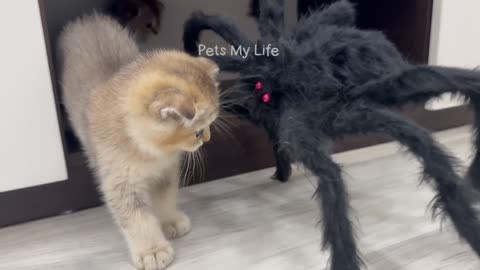 New Funny Animals 2023 😍😁 Funniest Cats and Dogs Videos 😹🐶