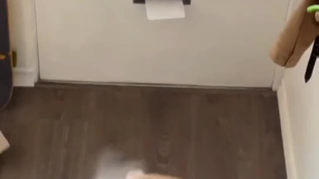 Angry Dog #11