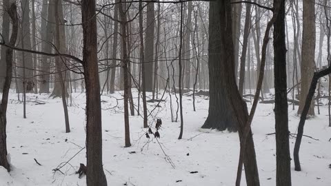 Foggy Morning in Southeast Michigan Forest