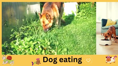 How dog eating