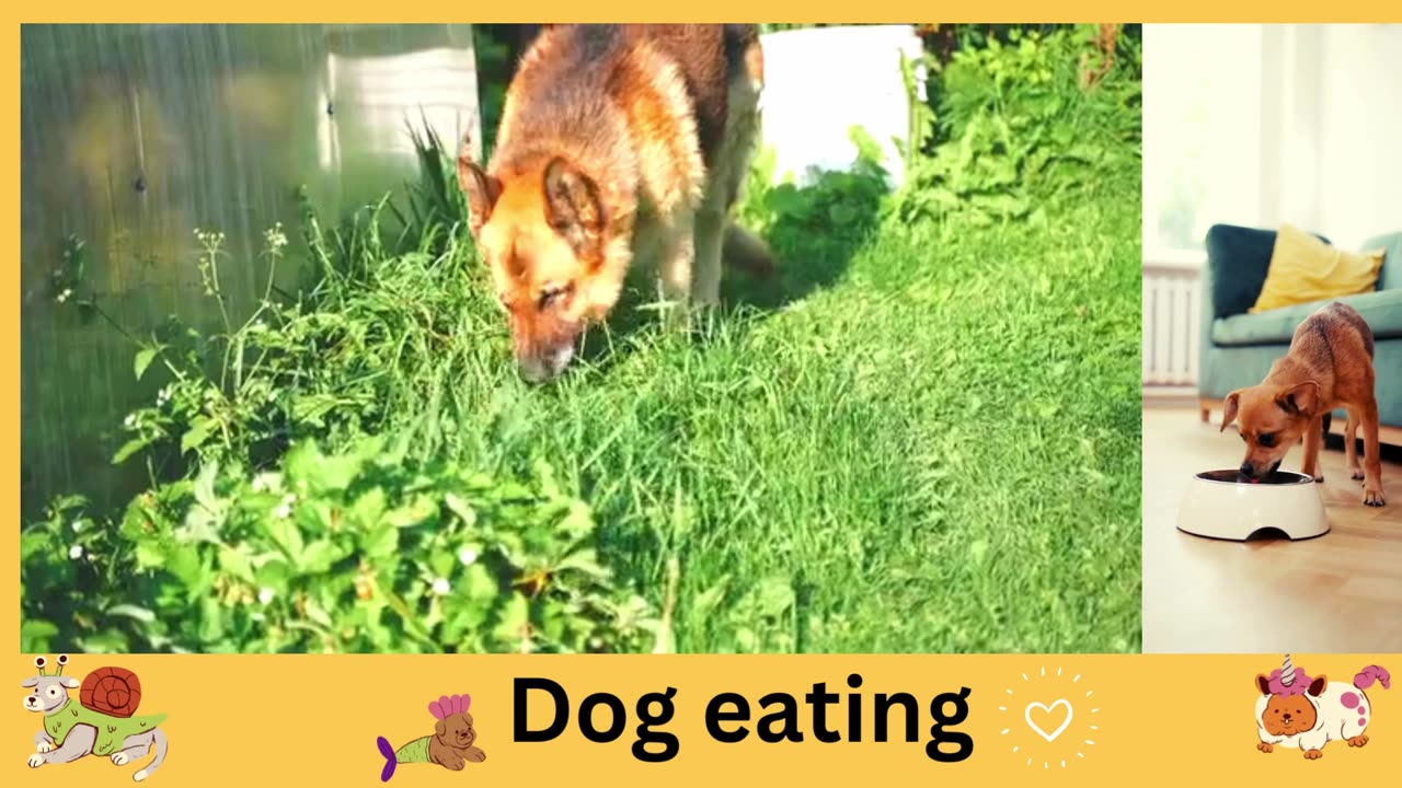 How dog eating