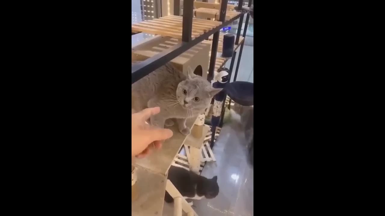funny videos // comedy video // CAT // DOG // ANIMAL // entertainment // 2023