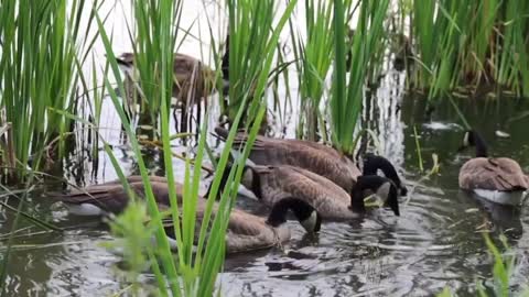 See the world of ducks