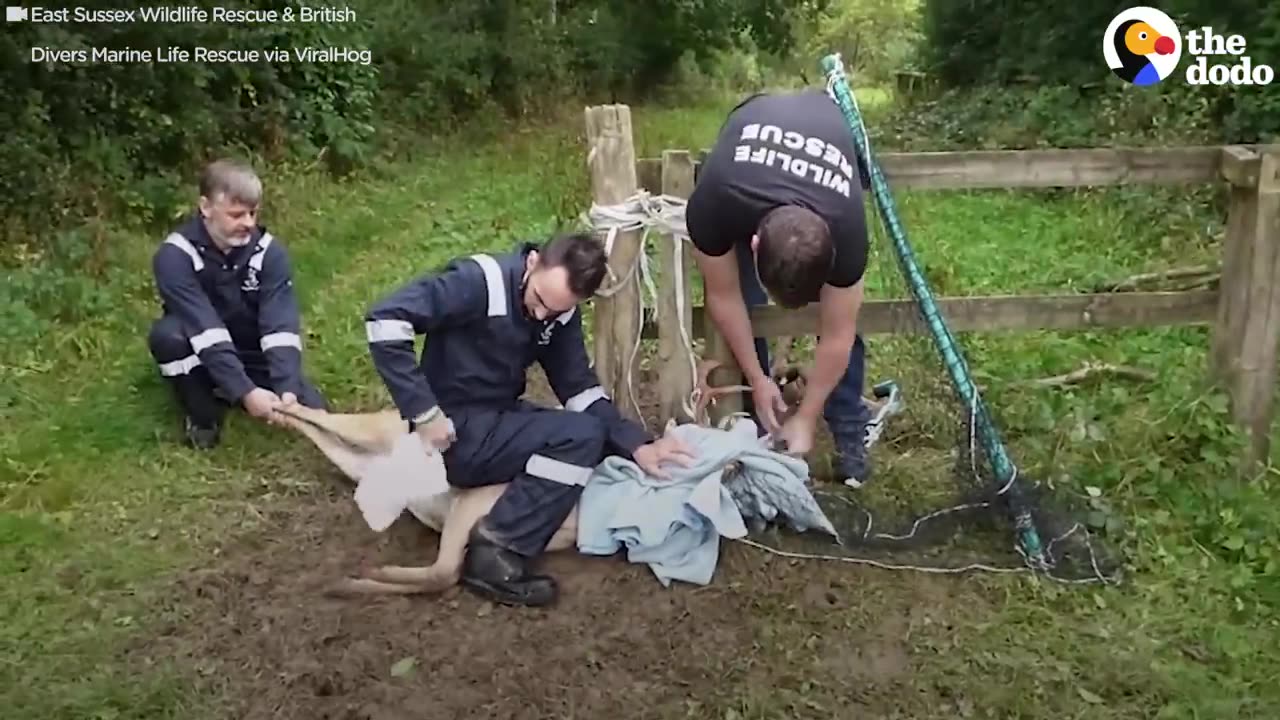 Rescuers had only 30 minutes to save the Deer