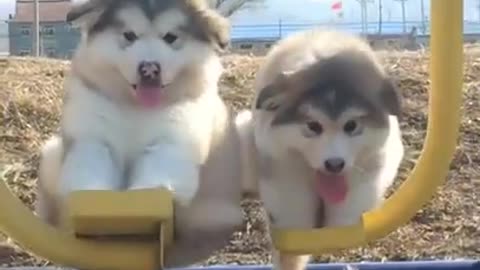 Smart Dogs are Enjoying the Ride